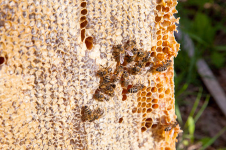 Frames of a beehive. Busy bees inside the hive with open and sealed cells for sweet honey. Bee honey...