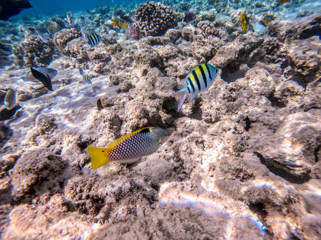 Tropical Checkerboard wrasse known as Halichoeres hortulanus underwater on sand sea bottom at the...