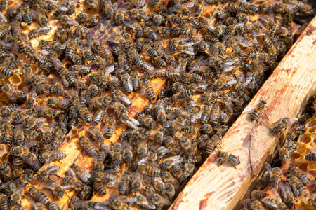 Frames of a beehive. Close up view of the opened hive body showing the frames populated by honey...