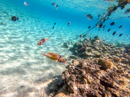 Colorful tropical Rhinecanthus assasi fish or Picasso trigger fish underwater at the coral reef. Underwater life of reef with corals and tropical fish. Coral Reef at the Red Sea, Egypt.の写真素材