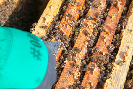 Frames of a beehive. Close up view of the opened hive body showing the frames populated by honey bees.の写真素材