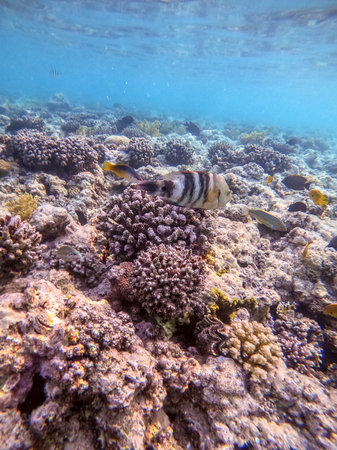 Close up view of tropical big broomtail wrasse known as Cheilinus lunulatus underwater at the coral reef. Underwater life of reef with corals and tropical fish. Coral Reef at the Red Sea, Egypt.の写真素材