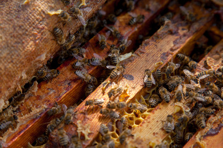 Frames of a beehive. Close up view of the opened hive body showing the frames populated by honey...
