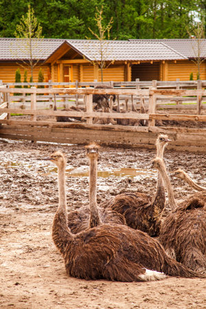 Common Ostrich - Struthio camelus is a species of flightless bird native to large areas of Africa, the largest living bird with long strong legs, long neck and small head. Farmer breeding of ostriches, organic farming concept.の写真素材