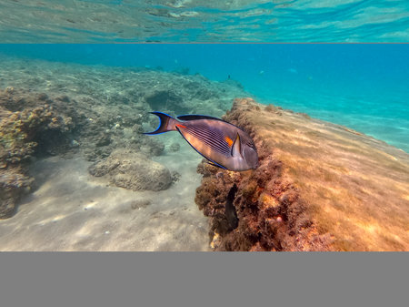 Close up view of Colorful tropical fish Sohal Surgeon fish (Acanthurus Sohal) tang underwater at the...