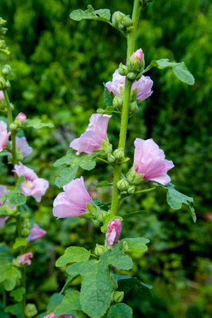 White-pink flowers of musk mallow or lavatera with a yellow center lit by the sun in the courtyard...