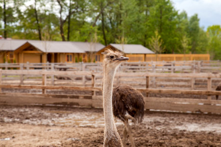 Close up view of Common Ostrich - Struthio camelus is a species of flightless bird native to large areas of Africa, the largest living bird with long strong legs, long neck and small head. Farmer breeding of ostriches, organic farming concept.の写真素材