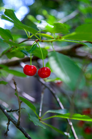 Cherry on branch. Red cherry berry on tree branch with green leaves in a garden. Light red cherries...