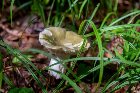 A mushroom Russula virescens is a basidiomycete mushroom of the genus Russula, and is commonly known as the green-cracking russula, the quilted green russula or green brittlegill. Mushroom with a green or gray cap and white stem growing among fallen leaves in autumn forest.の写真素材