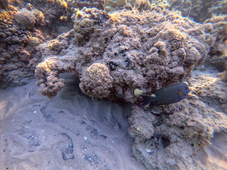 Colorful tropical fish Sohal Surgeon fish (Acanthurus Sohal) tang underwater at the coral reef....