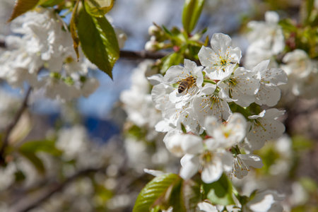 Orchard at spring time. Close up view of honeybee on white flower of sweet cherry tree. Honeybee...