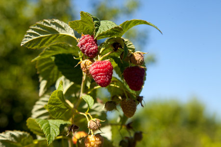 Lots of red ripe raspberries on a bush. Close up of fresh organic berries with green leaves on...