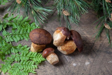 Autumn composition of several boletus badius, imleria badia or bay bolete mushrooms on vintage wooden background with fern green leaf and branch of pine tree on back. Edible and pored fungus has velvety dark brown or chestnut color cap.の写真素材