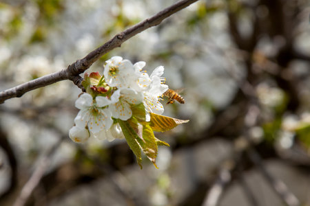 Orchard at spring time. Close up view of flying honeybee over the white flower of sweet cherry tree....