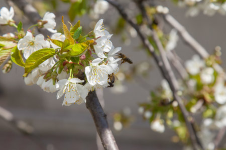 Orchard at spring time. Close up view of several working honeybees on white flower of sweet cherry...