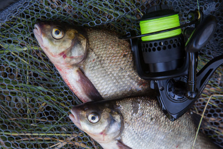 Catching fish - two large freshwater common breath known as bronze breath or carp breath (Abramis...