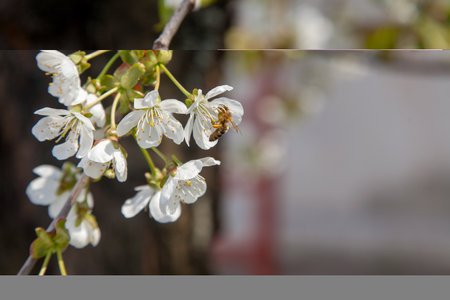 Orchard at spring time. Close up view of honeybee on white flower of sweet cherry tree. Honeybee...