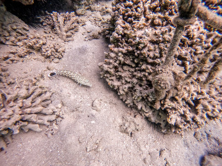 Close up view of Speckled sandperch fish known as Parapercis hexophthalma underwater on sand at the coral reef. Underwater life of reef with corals and tropical fish. Coral Reef at the Red Sea, Egypt.の写真素材