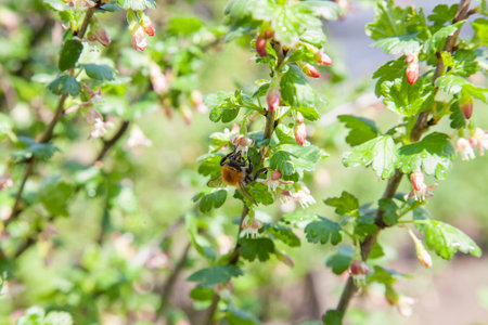 Orchard at spring time. Close up view of bumblebee on gooseberry bush flower collecting pollen and nectar. Green leaves and small pink flowers of gooseberry bush in garden.の写真素材