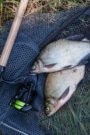 Catching fish - two large freshwater common breath known as bronze breath or carp breath (Abramis...