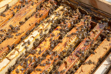 Frames of a beehive. Close up view of the opened hive body showing the frames populated by honey...