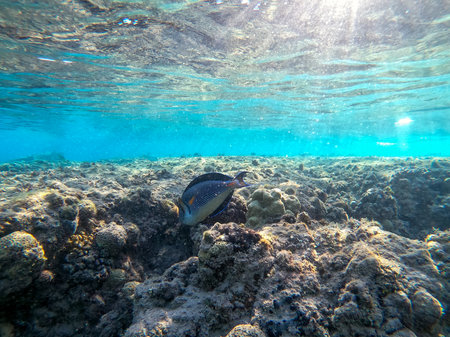 Close up view of Colorful tropical fish Sohal Surgeon fish (Acanthurus Sohal) tang underwater at the...