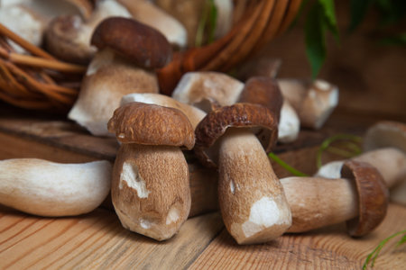 Crop of forest edible mushrooms. Selective focus on beautyfull porcini mushroom among the pile of picked wild porcini mushrooms (cep, porcino or king bolete, usually called boletus edulis), wicker basket with mushrooms and green foliage of wild grapes on wooden background at autumn season.の写真素材