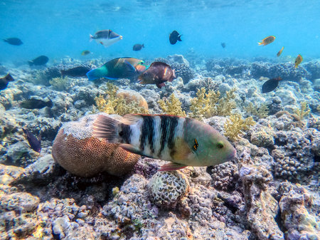 Close up view of tropical big broomtail wrasse known as Cheilinus lunulatus underwater at the coral reef. Underwater life of reef with corals and tropical fish. Coral Reef at the Red Sea, Egypt.の写真素材