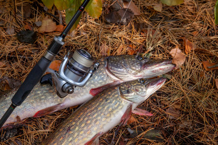 Fishing concept, trophy catch - two big freshwater pike fish know as Esox Lucius just taken from the water. Freshwater Northern pike fish know as Esox Lucius and fishing equipment on yellow leaves at autumn time.の写真素材
