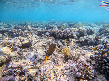 Tropical Orange-stripped triggerfish known as Balistapus undulatus underwater at the coral reef....
