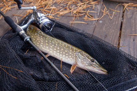Freshwater Northern pike fish know as Esox Lucius and fishing rod with reel lying on vintage wooden background with yellow leaves at autumn time. Fishing concept, good catch - big freshwater pike fish just taken from the water and fishing rod with reel on landing net at autumn time.の写真素材