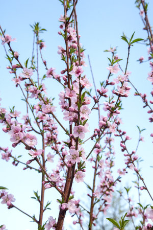 Fruit orchard at spring time with blossoming peach trees. Close up view of branch with small green leaves and pink flowers of peach tree in garden.の写真素材