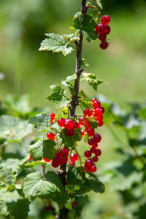 Red current berries grow on a bush in sunny garden. Red currents plantation in summer orchard. Red current berries in sunny garden.の写真素材