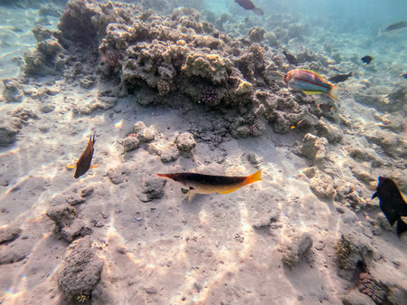 Birdmouth wrasse known as Gomphosus Caeruleus underwater at the coral reef. Underwater life of reef...
