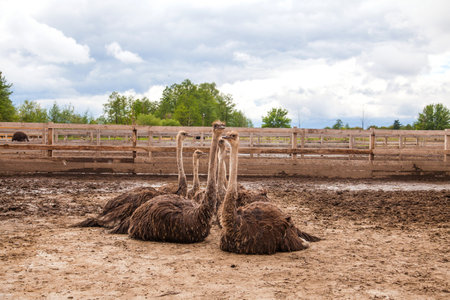 Common Ostrich - Struthio camelus is a species of flightless bird native to large areas of Africa, the largest living bird with long strong legs, long neck and small head. Farmer breeding of ostriches, organic farming concept.の写真素材