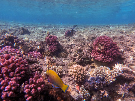 Hipposcarus longiceps or Longnose Parrotfish known as Hipposcarus Harid underwater at the coral...