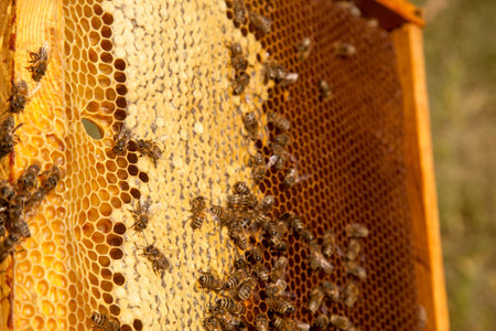 Frames of a beehive just taken from beehive with sweet honey. Busy bees on the yellow honeycomb with...