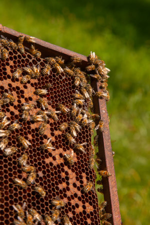 Frames of a beehive. Busy bees inside the hive with open and sealed cells for their young. Birth of oa young bees. Close up showing some animals and honeycomb structure.の写真素材