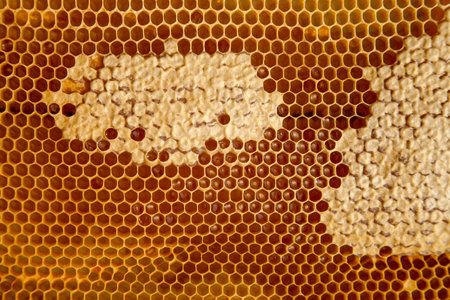 Honeycomb with sweet honey as background. Yellow honeycomb just taken from beehive with sweet honey. Bee honey collected in the beautiful yellow honeycomb.の写真素材