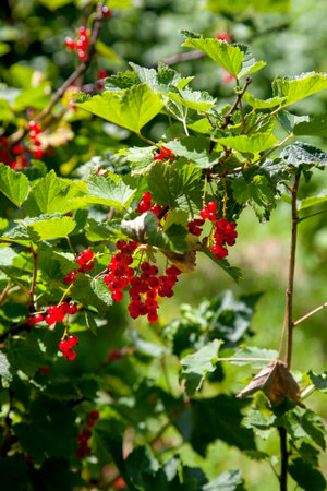Red current berries grow on a bush in sunny garden. Red currents plantation in summer orchard. Red current berries in sunny garden.の写真素材