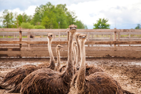 Common Ostrich - Struthio camelus is a species of flightless bird native to large areas of Africa, the largest living bird with long strong legs, long neck and small head. Farmer breeding of ostriches, organic farming concept.の写真素材