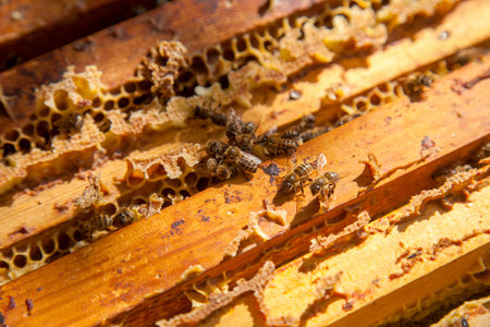 Frames of a beehive. Close up view of the opened hive body showing the frames populated by honey bees.の写真素材