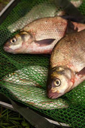 Good catch. Just taken from the water big freshwater common breath known as bronze breath or carp breath (Abramis brama) on green fishing net. Natural composition of fish and keepnet with fishery catch in it.の写真素材