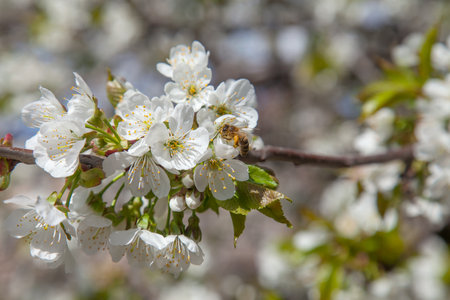 Orchard at spring time. Close up view of honeybee on white flower of sweet cherry tree. Honeybee collecting pollen and nectar to make sweet honey. Small green leaves and white flowers of sweet cherry tree blossoms at spring day in garden.の写真素材