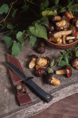 Autumn composition of boletus badius, imleria badia or bay bolete, clay bowl with mushrooms and knife on vintage wooden background and green foliage of ivy on back. Edible and pored fungus has velvety dark brown or chestnut color cap.の写真素材