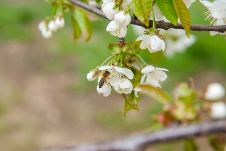 Orchard at spring time. Close up view of honeybee on white flower of sweet cherry tree. Honeybee collecting pollen and nectar to make sweet honey. Small green leaves and white flowers of sweet cherry tree blossoms at spring day in garden.の写真素材