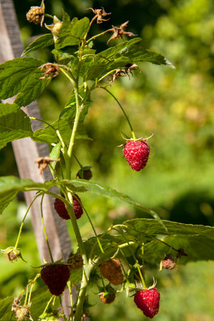 Lots of red ripe raspberries on a bush. Close up of fresh organic berries with green leaves on...