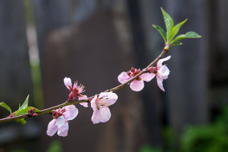 Fruit orchard at spring time with blossoming peach trees. Close up view of branch with small green leaves and pink flowers of peach tree in garden.の写真素材
