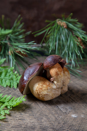 Autumn composition of small family boletus badius, imleria badia or bay bolete on vintage wooden background with fern green leaf and branch of pine tree on back. Edible and pored fungus has velvety dark brown or chestnut color cap.の写真素材