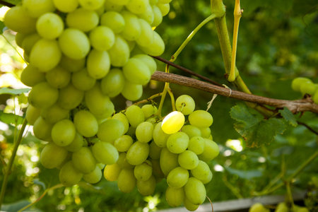 Bunch of green grapes hanging on grapes bush in a vineyard. Close up view of bunch of green grapes...